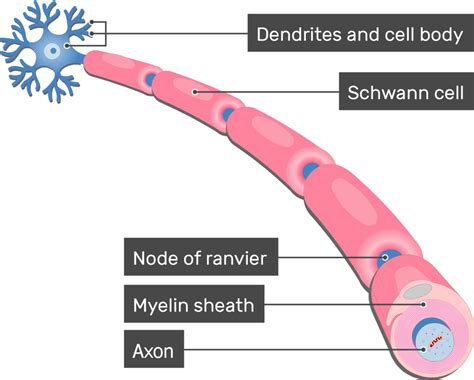 Myelinated Axon Diagram