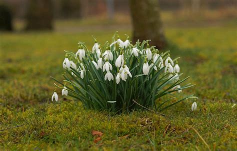 Signs of spring: facts for kids! | National Geographic Kids