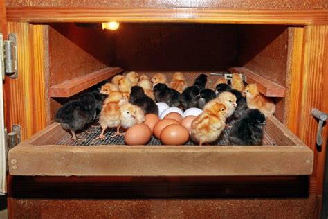 Build a Homemade Egg Incubator – Mother Earth News