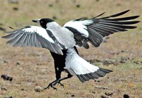 Australian Magpie - Cracticus tibicen, - Google Search | Urraca, Aves ...