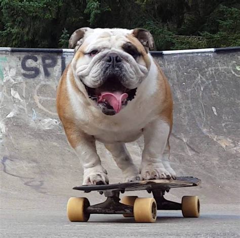 Skateboarding Dogs √ How to Teach a Dog to Skate? How to Choose Best Skateboard for Dog? | DOGICA®