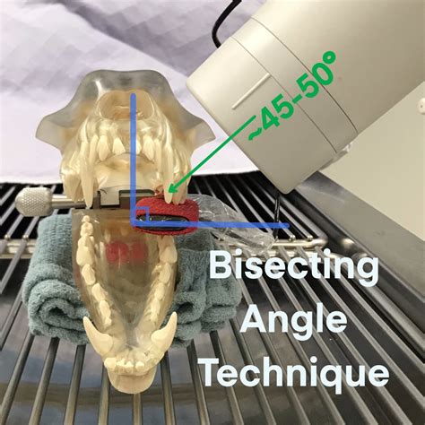 Dental Radiography – Taking the X-rays – OSU CVM Veterinary Clinical ...