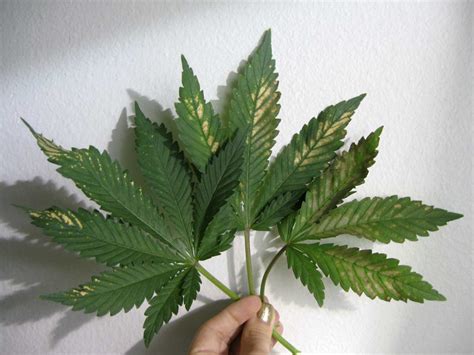 The Common Causes of the Yellowing of Marijuana Leaves - 101GrowLights