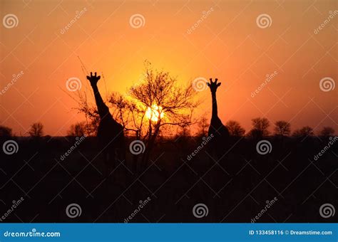 Black Giraffes in Orange Sky - South Africa, Kruger National Park Stock Photo - Image of african ...