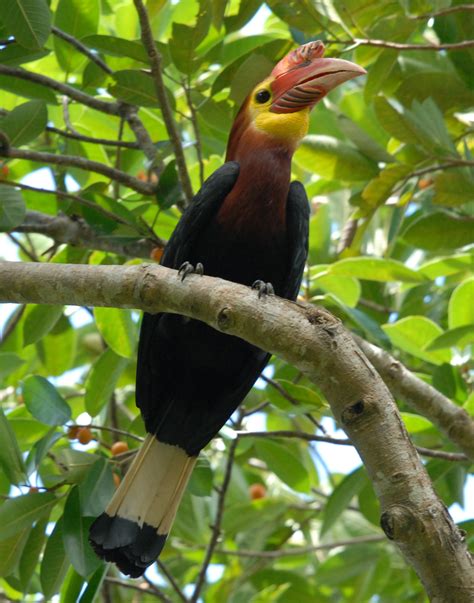 Walden's Hornbill | Animal Database | Fandom