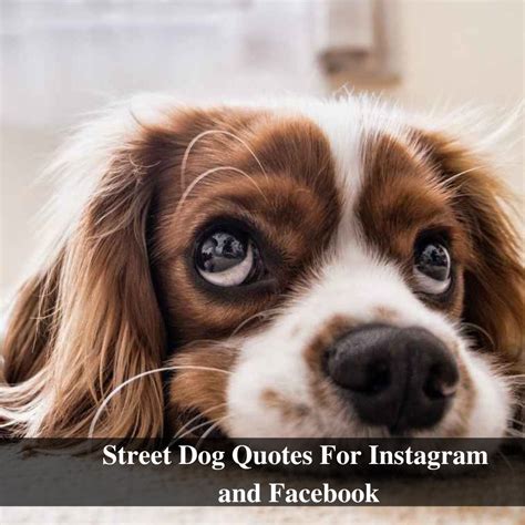 100+ Best Cute and Funny Street Dog Quotes For Instagram and Facebook