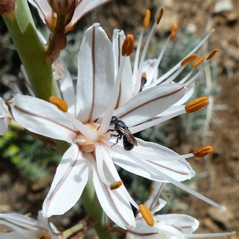 Asphodelus macrocarpus | Wild flowers of Europe by Anita Beijer