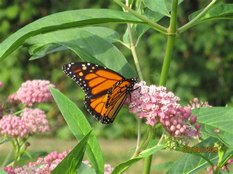 Pink Swamp Milkweed seeds, Asclepias Incarnata Pink - Milkweed 4 Monarchs