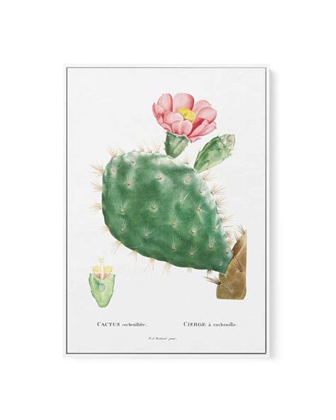 Buy 'Cactus Flower Vintage Poster' Framed Canvas Art Print | Next Day ...