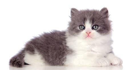 Best Persian Cat Names (130+ Ideas)