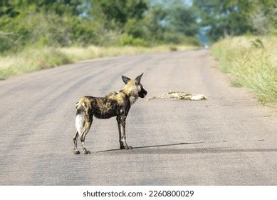 Endangered Species South Africa Stock Photo 2260800029 | Shutterstock