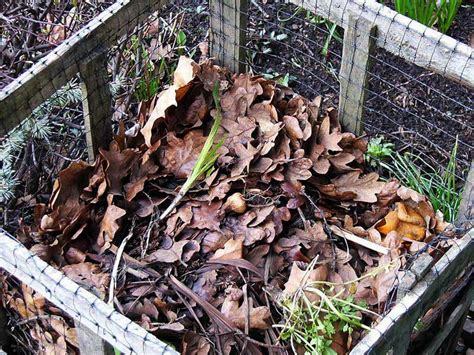 Composting Leaves