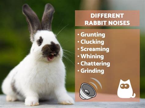 Why is My Rabbit Making Noises? - Different Bunny Sounds