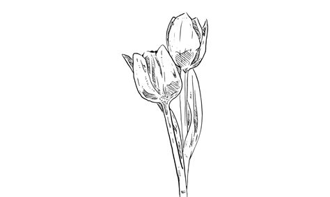 Kumpulan Gambar Bunga Tulip Sketsa Terbagus dan Terlengkap - Blog ...