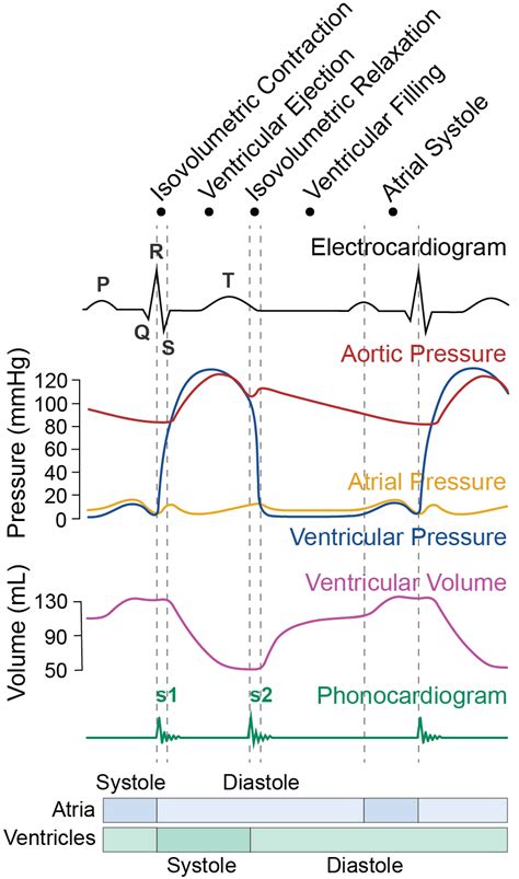 Wiggers Diagram Cardiac Cycle