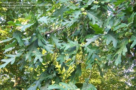 PlantFiles Pictures: Quercus Species, Charter Oak, White Oak (Quercus alba) by melody