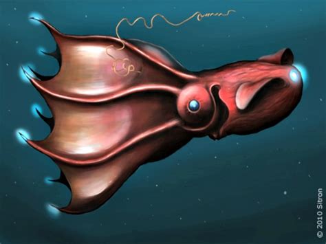 Vampire Squid Facts You Need to Know! | Always Learning!