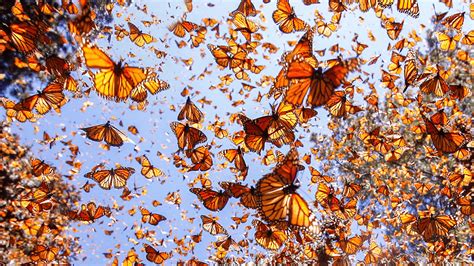 Winter Lecture Series: Monarch Butterflies: Masters of Migration with Mike Weilbacher (Jan. 8 ...