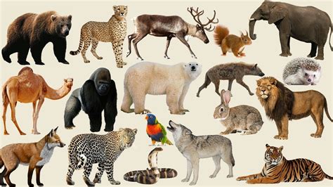 Real Animals Pictures For Kids