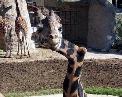 crooked neck giraffe