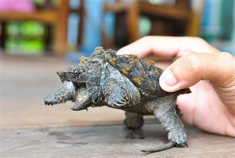 Alligator Snapping Turtle Si Kura Kura Buaya - Nakama Aquatics