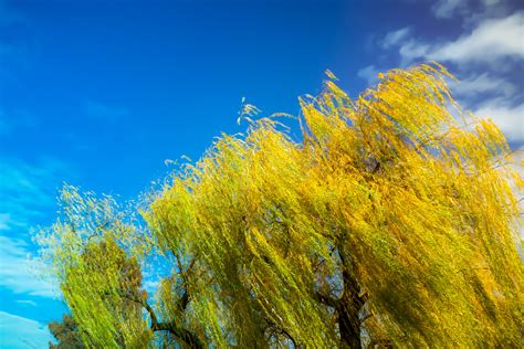 Autumn Willow Tree photo ⋆ photo@bstrakt