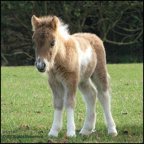 102 Best images about Cute baby horses on Pinterest | Animals, Arabian horses and Baby horses