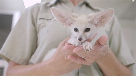 Fennec Fox Cute