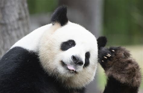 Panda conservation is worth billions of dollars a year · TheJournal.ie