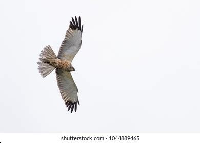 Northern Swamp Harrier Flying Front Sky Stock Photo 1044889465 | Shutterstock