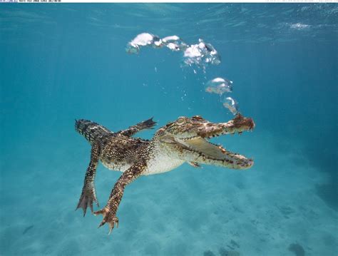 Queensland | Saltwater crocodile, Water animals, Animals beautiful