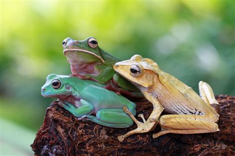 Three frogs on a tree | Frog, Animals, Amphibians