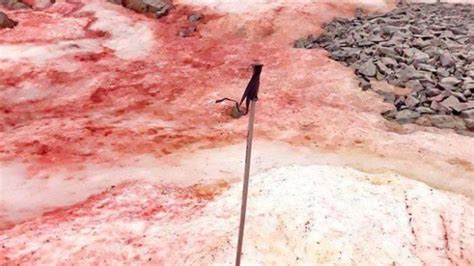 Blood red snow algae takes over Antarctica | Photos | news.com.au ...