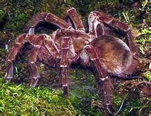 Goliath bird-eating spider – The Dallas World Aquarium