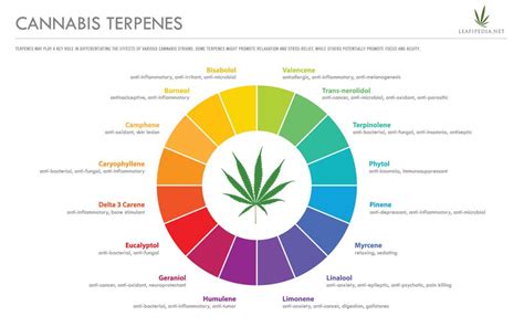 What Are Cannabis Derived Terpenes - leafipedia.net