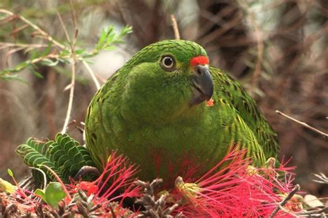 Western ground parrot 'facing extinction' after devastating bushfires ...