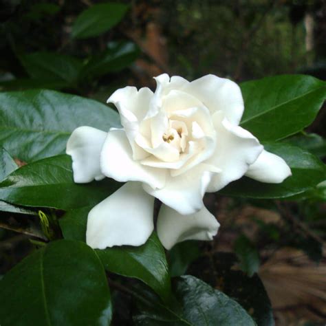 Parijatham small Plant (Gardenia) - Santhi Online Plants Nursery