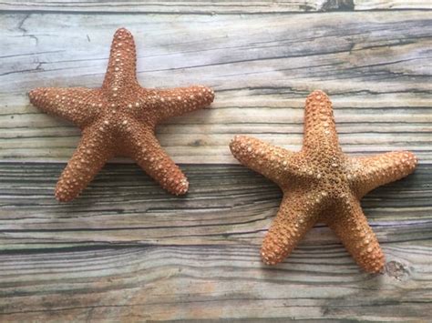 Large Beach Starfish Wall Decor Starfish Wall Hangings