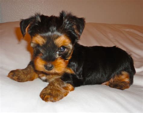 Yorkshire Terrier Puppies For Sale | Rhode Island Avenue Northeast, Washington, DC #325138