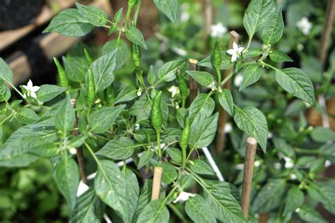 How to Grow and Care for Cayenne Peppers