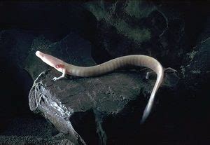 Olm | The Animal Facts | Appearance, Diet, Habitat, Range, Behavior