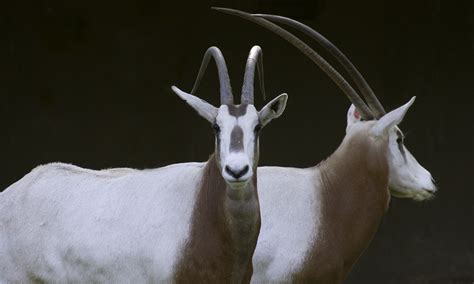 Scimitar-horned oryx | Smithsonian's National Zoo and Conservation Biology Institute