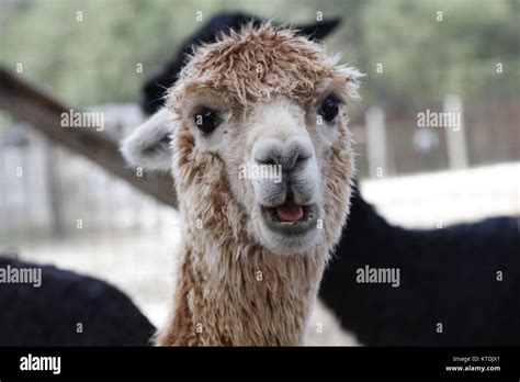 Portrait of a baby Alpaca Stock Photo - Alamy