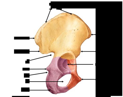 Hip bone landmarks Quiz