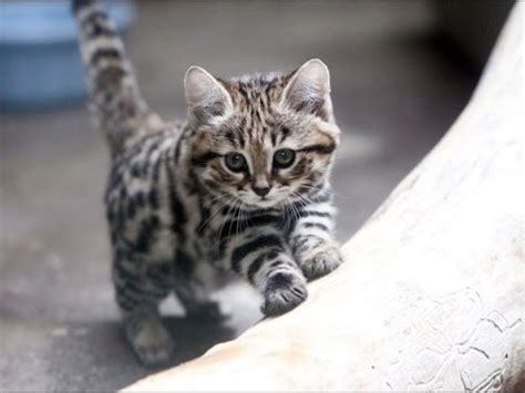 Black footed cat = ^ ^ = - YouTube