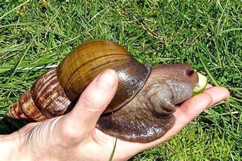 Many Chinese disappointed 'giant snails' can't be eaten | South China ...