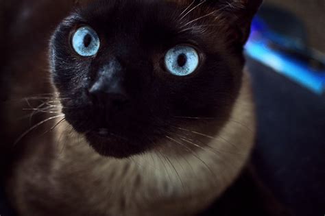 Black Siamese Cat: Does it really exist? - Feline Paws