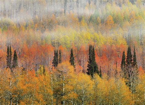 Autumn Hillside Photograph by Leland D Howard