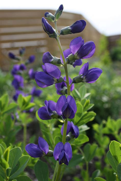 Blue Wild Indigo (Baptisia australis) is a native plant with beautiful flowers and foliage. The ...