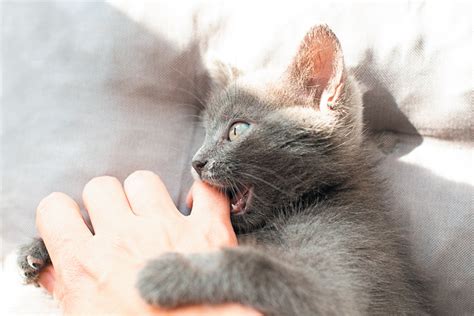 Love Bites, Or Just Bites? - Tufts Catnip